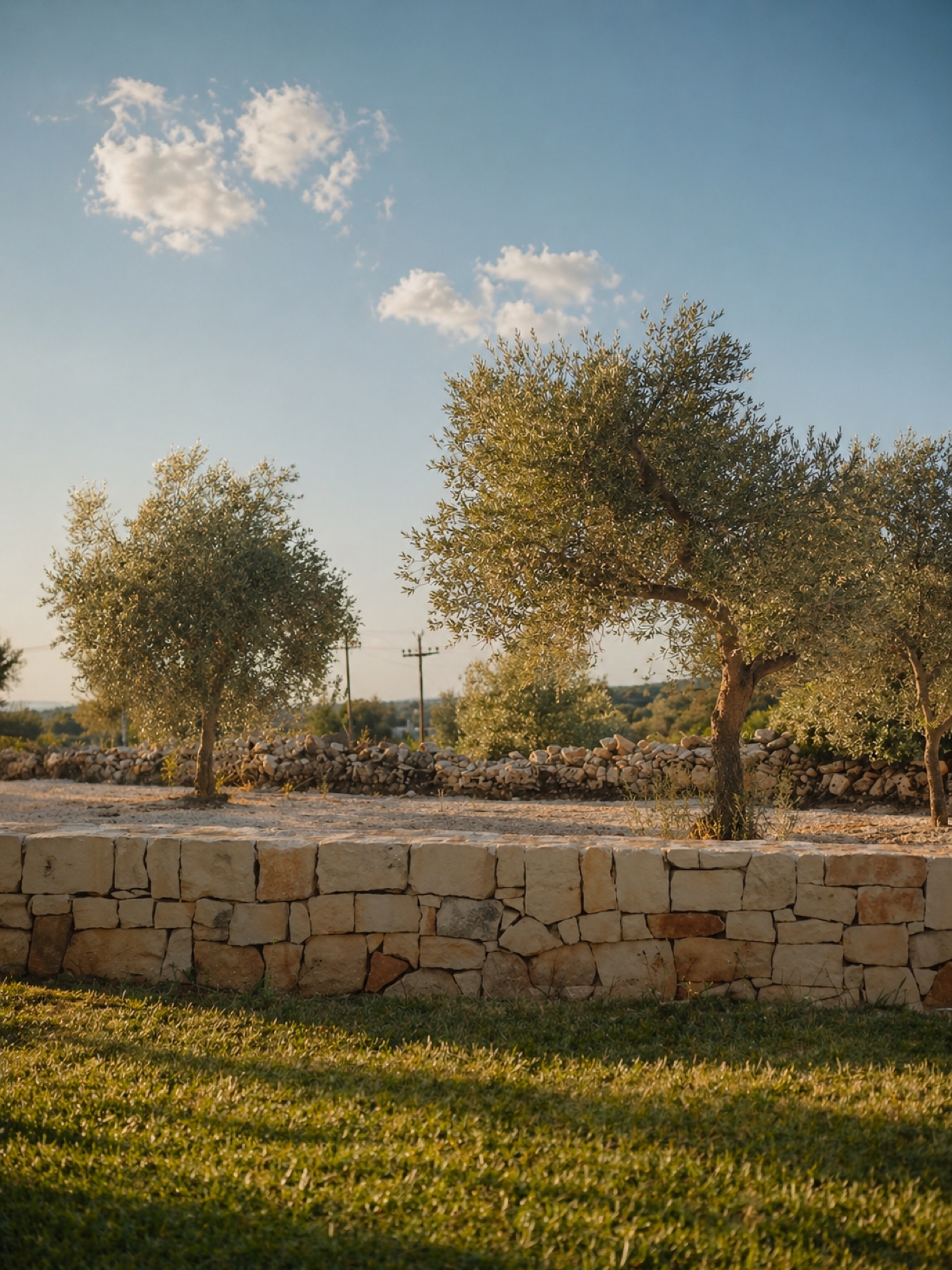 Centuries-old olive trees and dry-stone wall, Valle d'Itria landscape